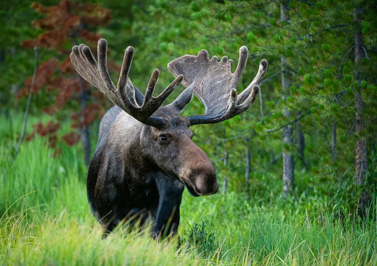 Bull Moose on a Rocky Mountain National Park Wildlife Tour